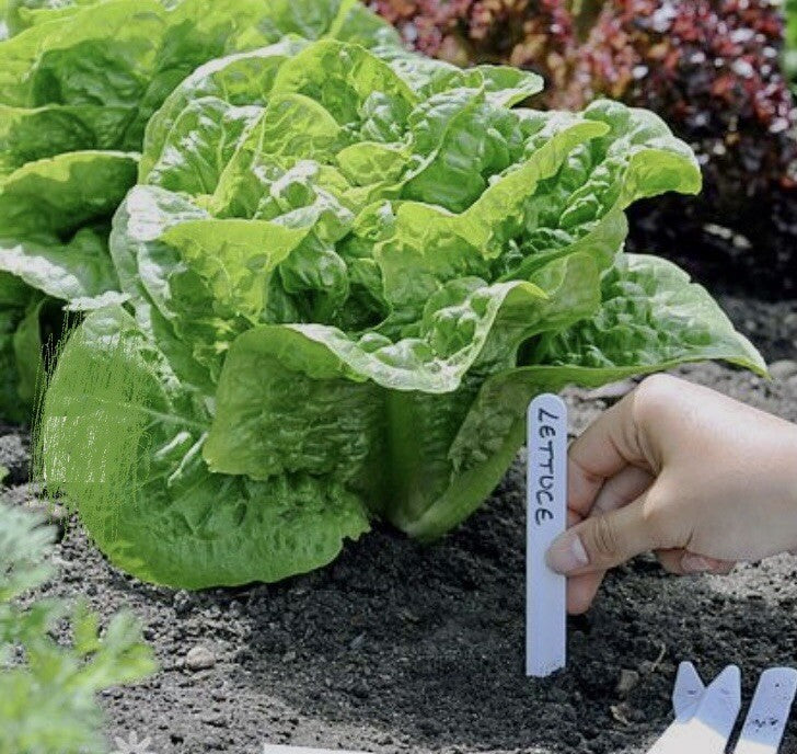 Plant labels 4" 10cm White Plastic Pot 50 Pack With Pencil seeds planting veg